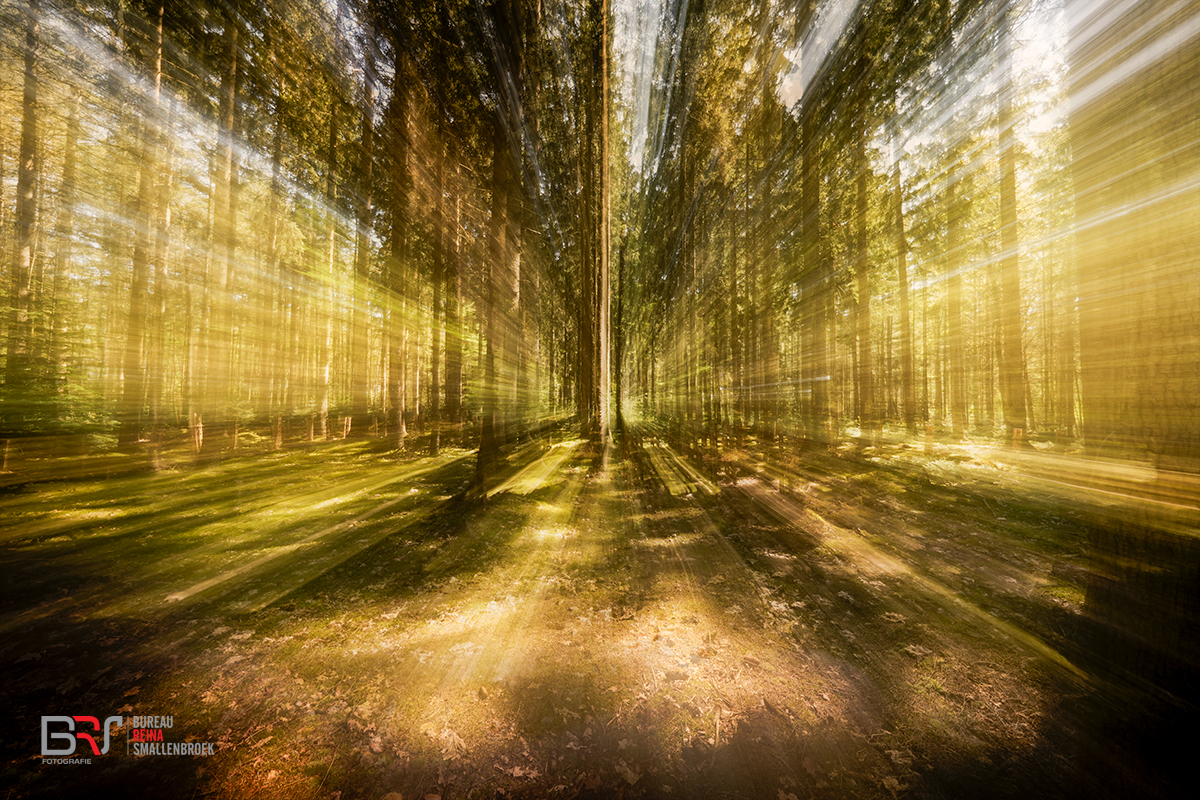 ICM bomen