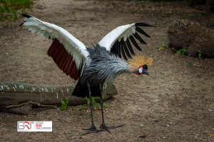 Kroonkraanvogel