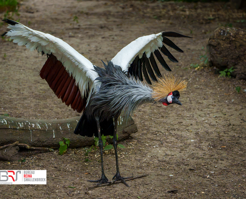 Kroonkraanvogel