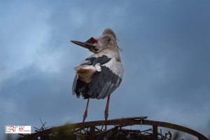 klepperende ooievaar