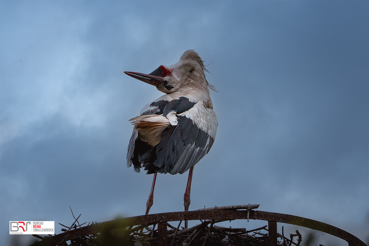 klepperende ooievaar