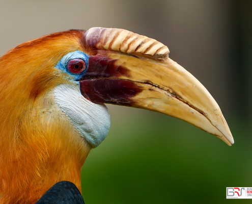kop Papoea-jaarvogel