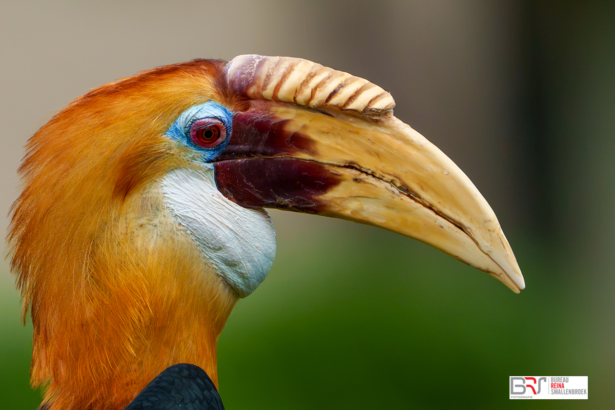 kop Papoea-jaarvogel